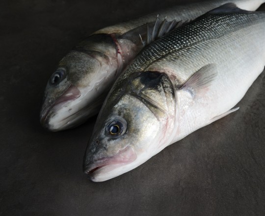 photographie culinaire poisson paris montreuil